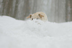 rennender Labrador Retriever