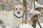 Labrador Retriever im Schnee