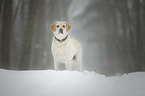 stehender Labrador Retriever