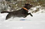 rennender Labrador Retriever