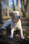 liegender Labrador Retriever