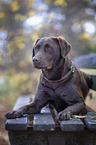 liegender Labrador Retriever