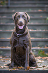 sitzender Labrador Retriever