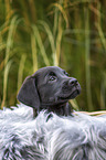 Labrador Retriever Welpe Portrait