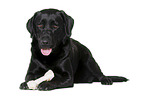 schwarzer Labrador Retriever vor weiem Hintergrund
