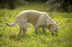 stehender Labrador Retriever