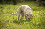 stehender Labrador Retriever