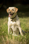 sitzender Labrador Retriever