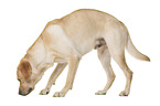 Labrador Retriever vor weiem Hintergrund