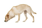Labrador Retriever vor weiem Hintergrund