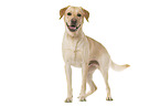 Labrador Retriever vor weiem Hintergrund
