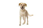 Labrador Retriever vor weiem Hintergrund
