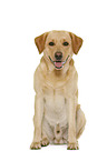 Labrador Retriever vor weiem Hintergrund