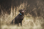 junger Labrador Retriever