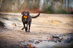 rennender Labrador Retriever