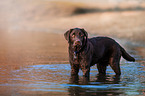 Labrador Retriever im Wasser