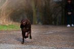 rennender Labrador Retriever