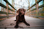 liegender Labrador Retriever