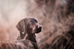 Labrador Retriever Portrait