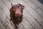 sitzender Labrador Retriever