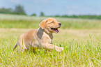 rennender Labrador Retriever Welpe
