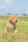 sitzender Labrador Retriever Welpe
