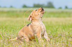 sitzender Labrador Retriever Welpe