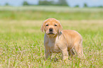 stehender Labrador Retriever Welpe