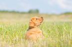 sitzender Labrador Retriever Welpe
