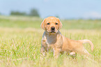 stehender Labrador Retriever Welpe