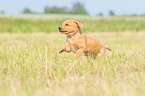 rennender Labrador Retriever Welpe