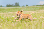 rennender Labrador Retriever Welpe