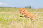 rennender Labrador Retriever Welpe