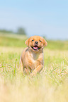 rennender Labrador Retriever Welpe