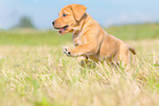 rennender Labrador Retriever Welpe