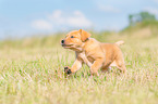 rennender Labrador Retriever Welpe