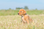 sitzender Labrador Retriever Welpe