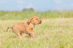 rennender Labrador Retriever Welpe