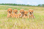 5 Labrador Retriever Welpen