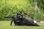 2 spielende Labrador Retriever