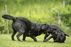 2 spielende Labrador Retriever