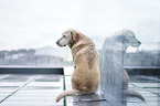 sitzender Labrador Retriever