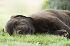 schlafender Labrador Retriever Welpe