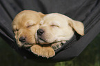 schlafende Labrador Retriever Welpen