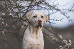 blonder Labrador Retriever