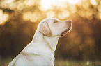 blonder Labrador Retriever