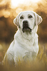 blonder Labrador Retriever