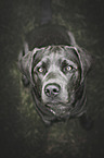 Labrador in Farbe charcoal