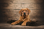 Labrador Retriever Welpe