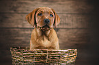 Labrador Retriever Welpe
